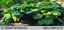 Hosta Sum and Substance