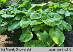 Hosta Sum and Substance