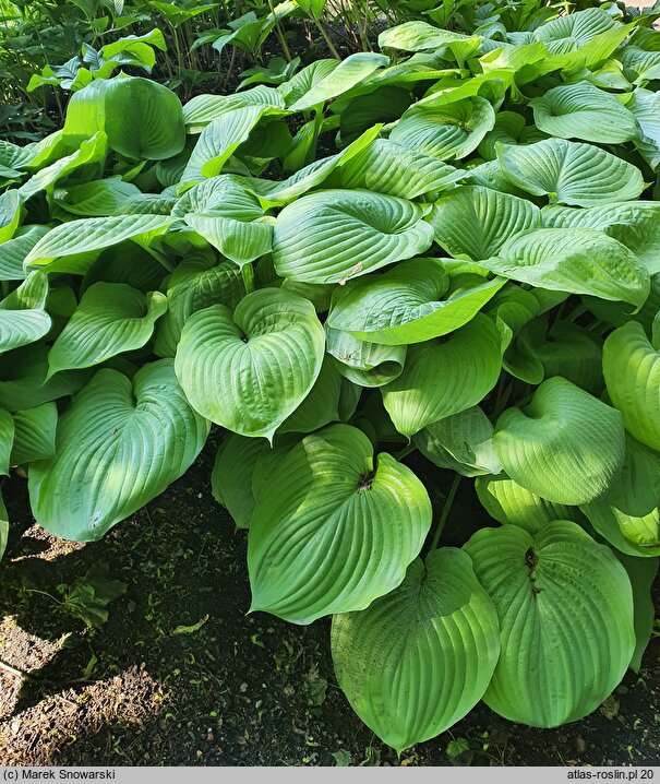 Hosta Sum and Substance