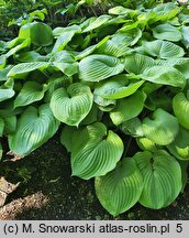 Hosta Sum and Substance