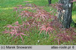 Acer palmatum Hupps Red Willow