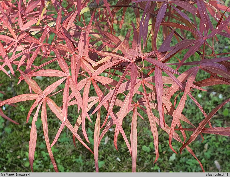 Acer palmatum Hupps Red Willow