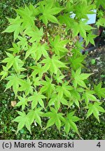 Acer palmatum Shin-nyo