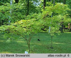 Acer palmatum Shin-nyo