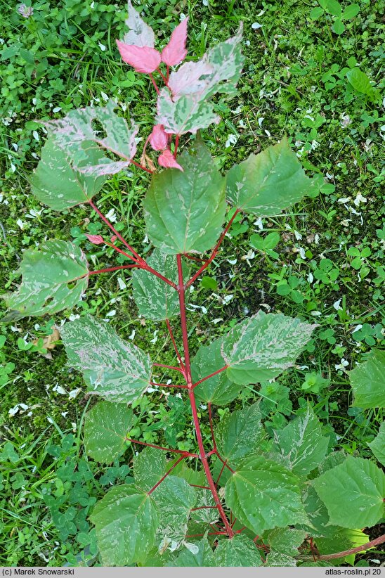 Acer ×conspicuum Red Flamingo