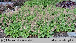 Heuchera Strawberry Swirl