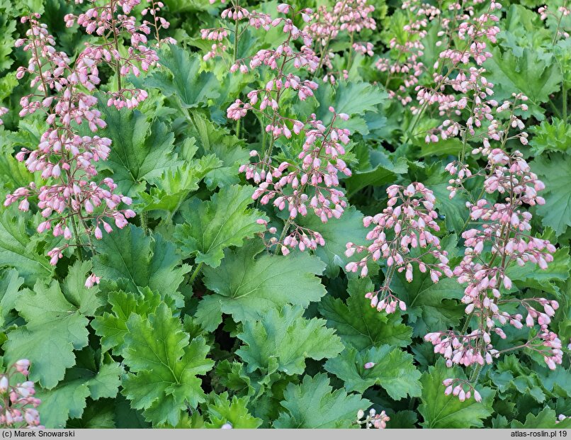 Heuchera Strawberry Swirl