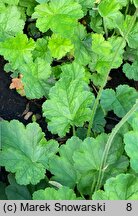 Heuchera Damask