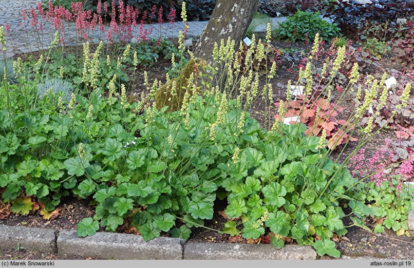 Heuchera Damask