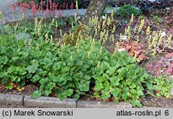 Heuchera Damask