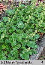 Heuchera Damask