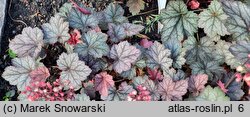 Heuchera Haruno