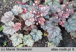 Heuchera Haruno