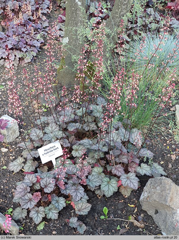 Heuchera Haruno