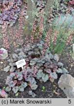 Heuchera Haruno