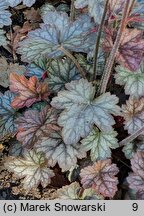 Heuchera Color Dream