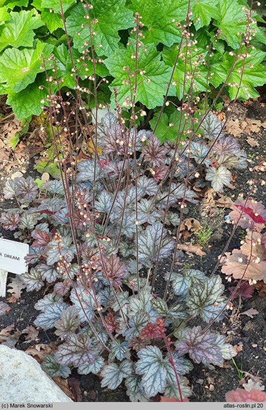 Heuchera Color Dream