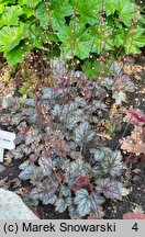 Heuchera Color Dream