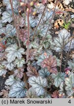 Heuchera Color Dream