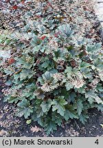 Heuchera Metalic