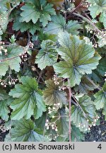 Heuchera Metalic