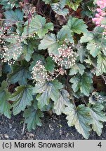 Heuchera Metalic