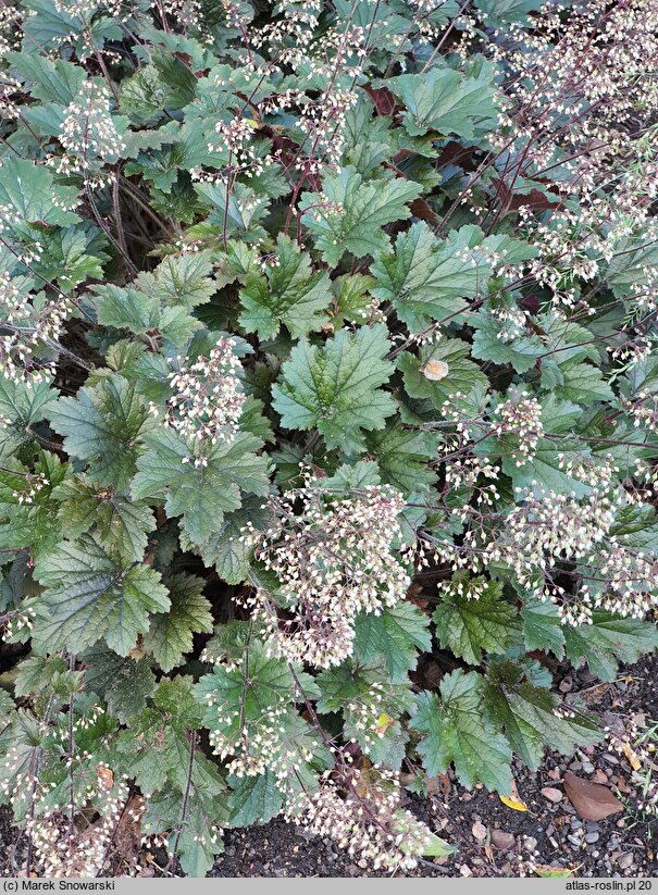 Heuchera Metalic