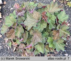 Heuchera Big Top Emerald