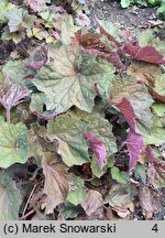 Heuchera Big Top Emerald