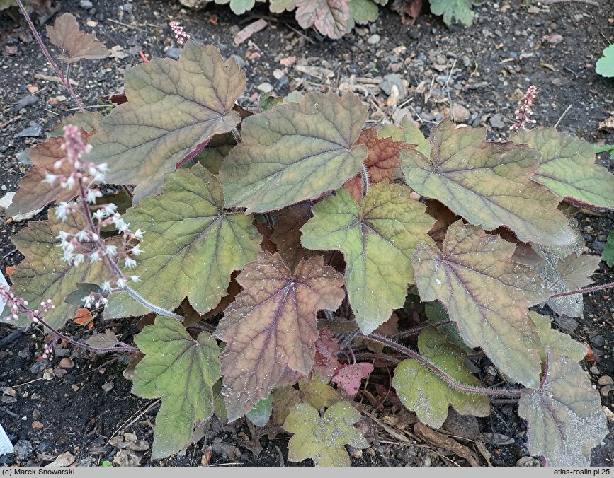 Heuchera Art Deco