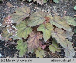 Heuchera Art Deco