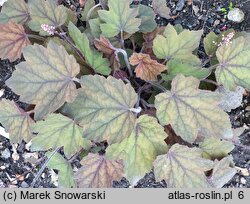 Heuchera Art Deco