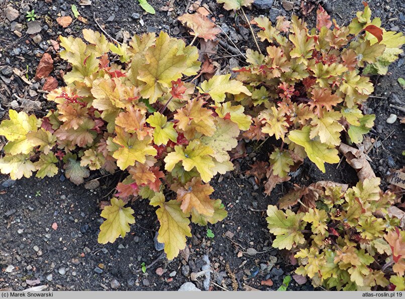 Heuchera Marmalade