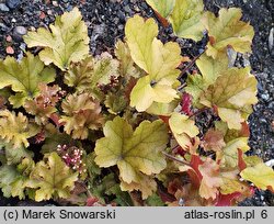 Heuchera Marmalade