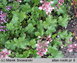 Heuchera pulchella (żurawka nadobna)