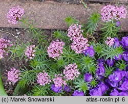 Phuopsis stylosa (kozłówka długoszyjkowa)