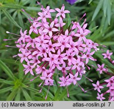 Phuopsis stylosa (kozłówka długoszyjkowa)