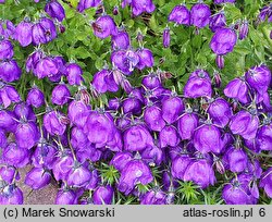 Campanula ×pulloides (dzwonek ciemniejący)