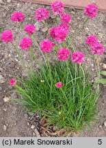 Armeria maritima Amanda Deep Rose