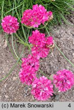 Armeria maritima Amanda Deep Rose