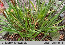 Armeria pseudarmeria (zawciąg szerokolistny)