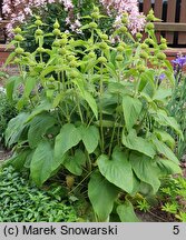 Phlomis russeliana (żeleźniak żółty)