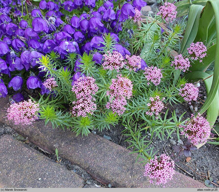 Phuopsis stylosa (kozłówka długoszyjkowa)