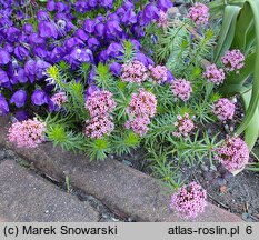 Phuopsis stylosa (kozłówka długoszyjkowa)