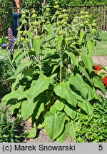 Phlomis russeliana (żeleźniak żółty)