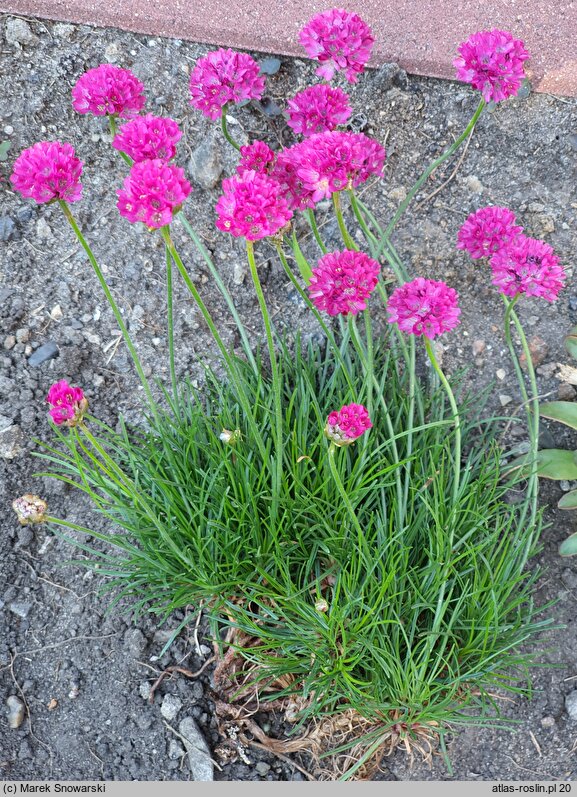 Armeria maritima Amanda Deep Rose