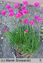 Armeria maritima Amanda Deep Rose