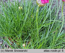 Armeria maritima Amanda Deep Rose