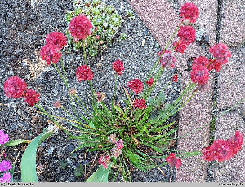 Armeria pseudarmeria (zawciąg szerokolistny)