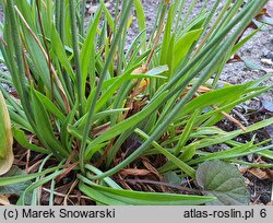 Armeria pseudarmeria (zawciąg szerokolistny)